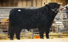 Highland bulls sell to 12,000gns at Oban