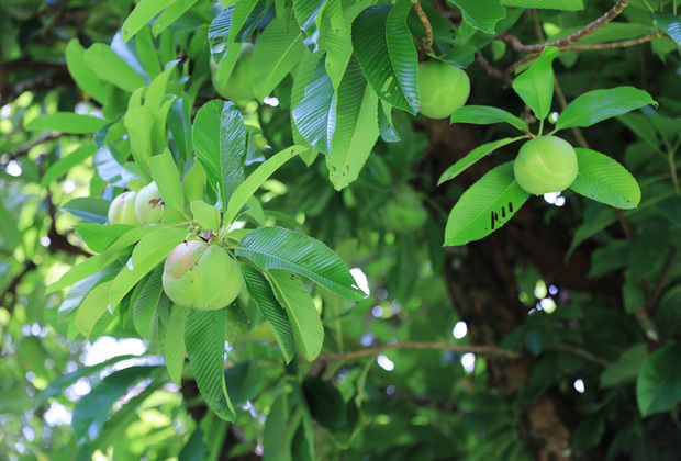 SEYCHELLES-ISLANDS-INTERNATIONAL FOREST DAY