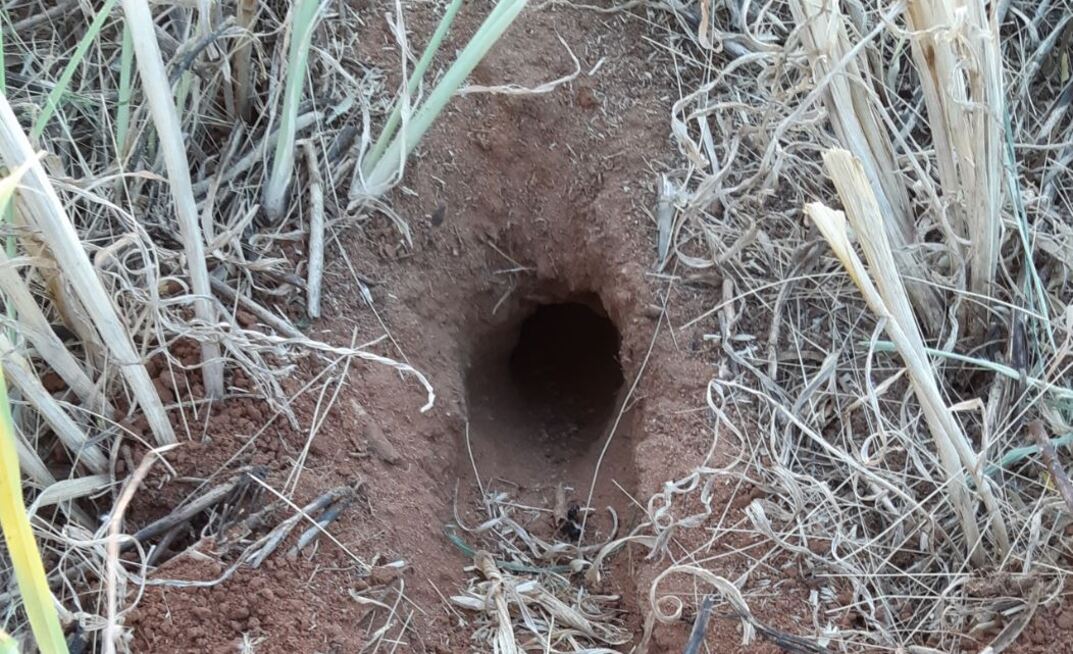 Counting the number of mouse burrows can be a good indicator of potential issues.