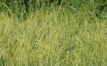 How one Essex grower is trialling a new herbicide active to tackle ryegrass problems