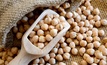 Testing for chickpea seed disease and defects