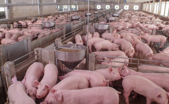 Pig gene-editing technology developed by UK researchers approved for US market