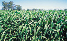 Coal-derived fertiliser boosts crops