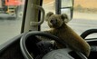 Victims of the fires: a tiny koala is rescued by a truck driver in Nerriga, NSW