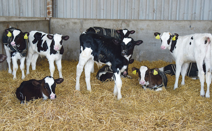 BREEDING AND CALVES SPECIAL: Using probiotics to boost calf health
