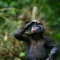 Bonobos create phrases in similar ways to humans, new study suggests
