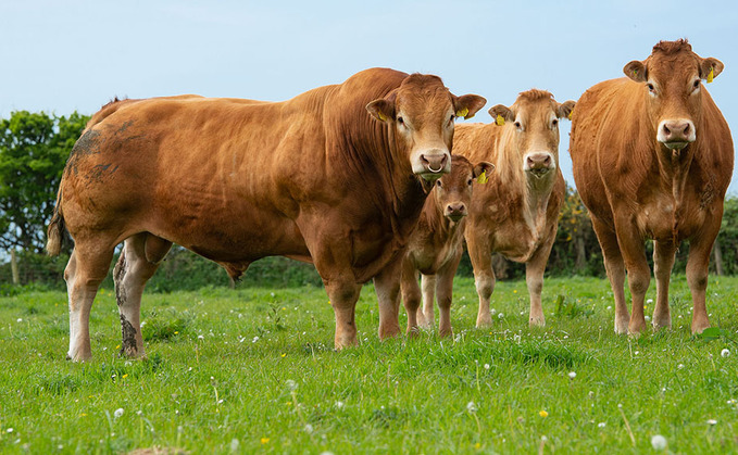 Limousin herd celebrates its golden years