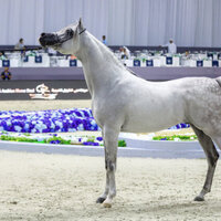 Dubai International Arabian Horse Championship 2026 to kick off Friday