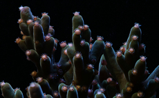 How photography is helping researchers crack the 'code' to climate resilient coral