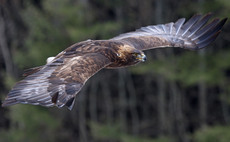 Police appeal for information on golden eagle shooting