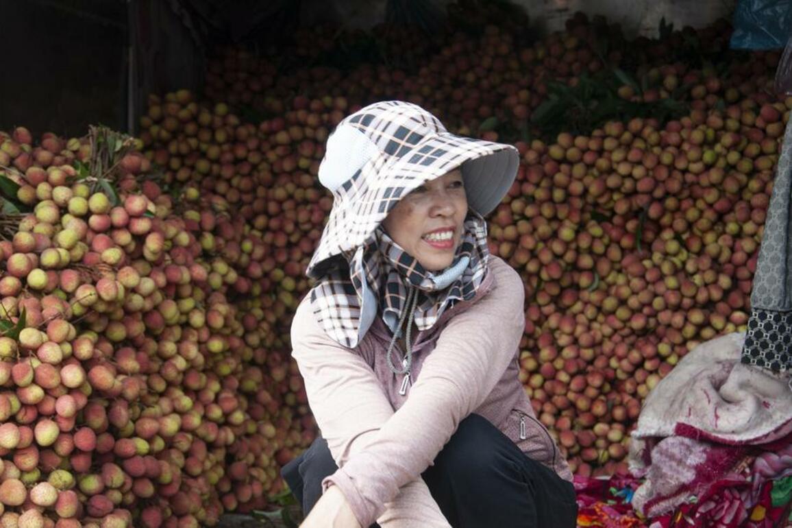 Vietnam's lychee farmers find prosperity in growing trade with China