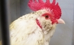 Poultry pinged as most consumed protein by 2020