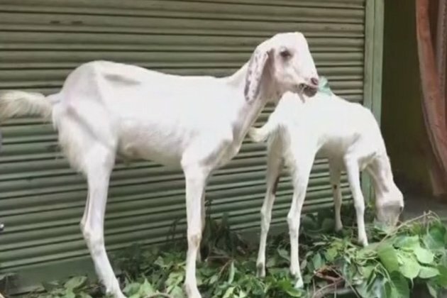 MP: Goats being bought, sold online ahead of Bakra Eid 2020