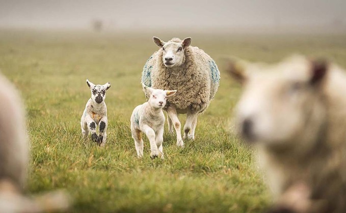 Welsh organic farmer asked to obey rules with no contract for Habitat Wales Scheme