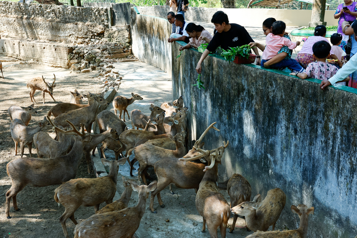 Myanmar's oldest zoo marks 120 years of wildlife conservation, education