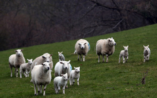 Future of Farming: How to strengthen livestock resilience and future-proof your farm 