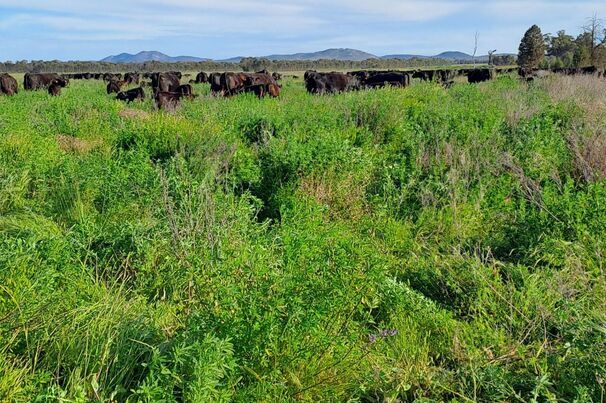Paul Sinderberry has increased pasture longevity, reduced bloat risks and improved crop production by incorporating biserrula into his farming operation.