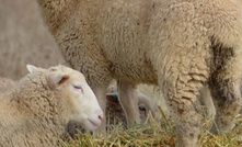 A new report has shed some light on whether it’s worth switching out of wool sheep.