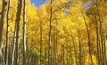 Gold sector returns to Colorado for fall conferences