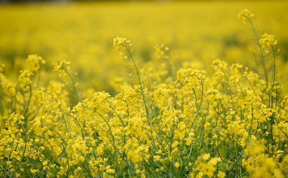Will frosts knock flowering OSR?