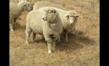  Lucerne has been proven to be a valuable feed supplement for sheep. Image courtesy Agriculture Victoria.