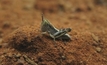 Landholders aware for spring locusts