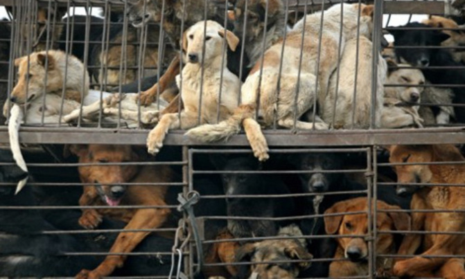 Bid to stop the Swiss from eating their pets Bid to stop the Swiss from eating their pets