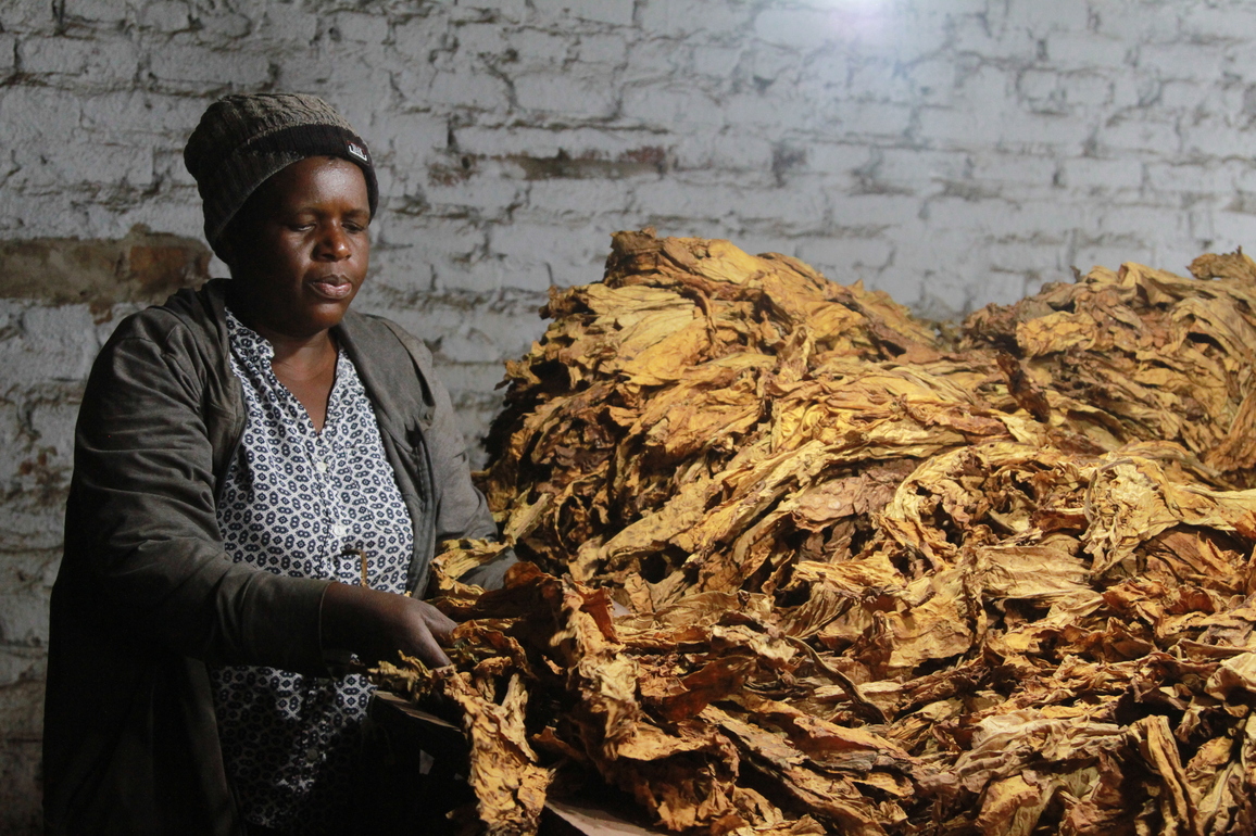 ZIMBABWE-MASHONALAND EAST PROVINCE-TOBACCO PRODUCTION-RECORD