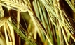 Armyworm caterpillars on the march