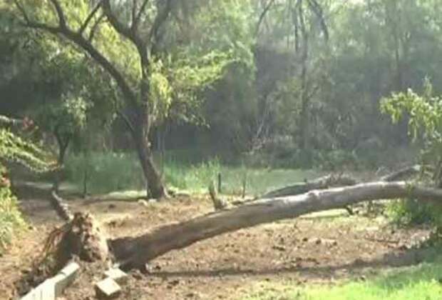 Delhi: Old tree uprooted at Dhaula Kuan's Jheel Park after 4.0-magnitude earthquake