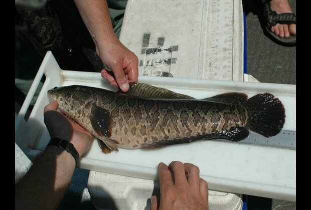 Bad water conditions may drive snakeheads onto land: Study