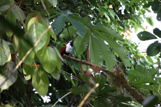 COSTA RICA-DIVERSE SPECIES-WILDLIFE