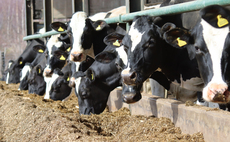 Heifer rearing: Why lean growth, not fat gain, should be the goal