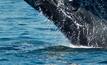 NOPSEMA urges better data capture for whale sightings