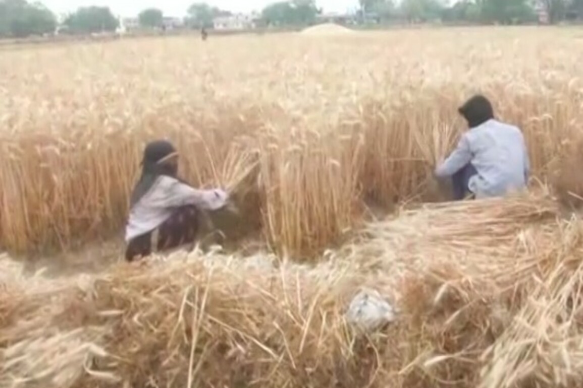 Uttar Pradesh: ICAR-IIVR launches WhatsApp channel for direct communication with farmers