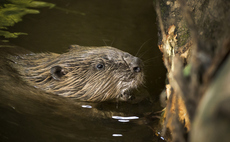 'Proven climate champions': More beavers approved for release in South West England