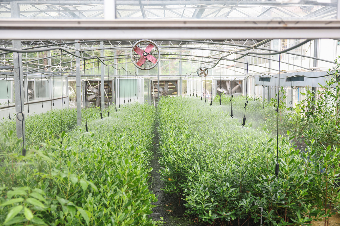 (HainanOutlook) CHINA-HAINAN-SANYA-ENDANGERED PLANTS-PROTECTION (CN)