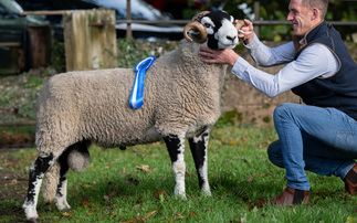 Swaledale rams top at £34,000