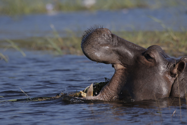 BOTSWANA-INTERNATIONAL DAY FOR BIODIVERSITY-CONSERVATION