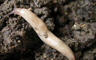 High-tech imaging set to transform grey field slug monitoring