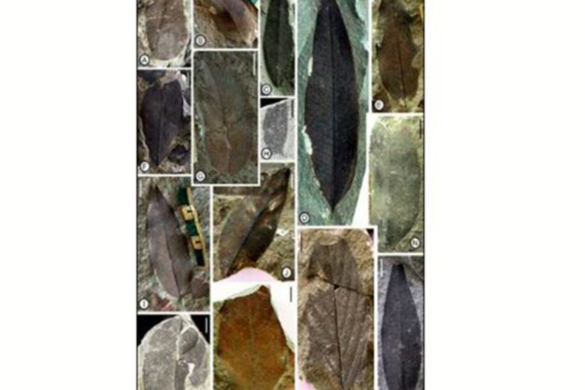 Fossil leaves from Nagaland reveal how Antarctica shaped Indian monsoons
