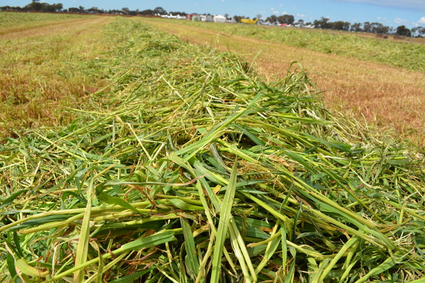 Cut or baled hay that contains toxic ryegrass will remain toxic and should not be fed to livestock. 