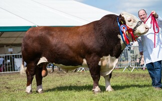 Hereford reigns champion at Northumberland County Show