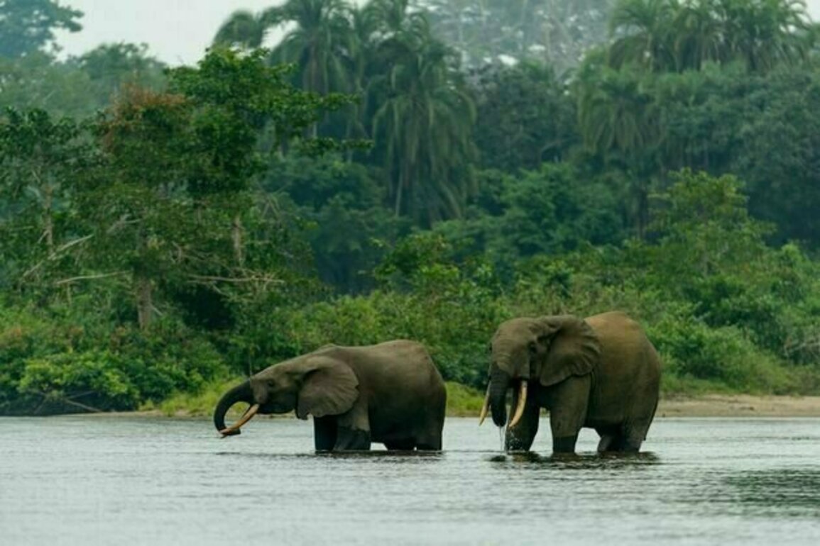 DRC's plan for the world's largest tropical forest reserve would be good for the planet: can it succeed?