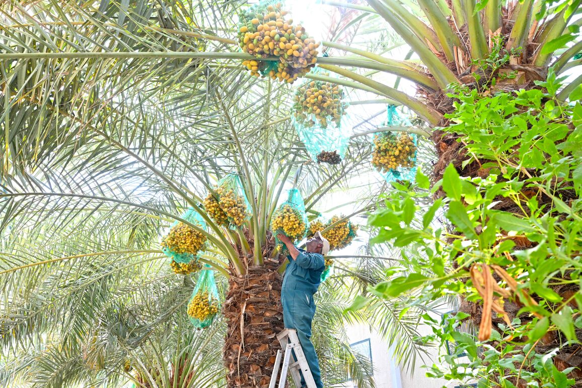 KUWAIT-DATE-HARVEST SEASON