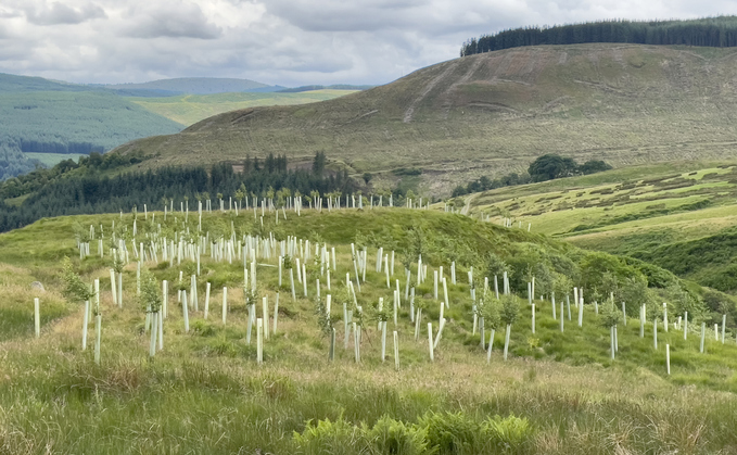 Hundreds of new saplings planted in a previously deforested area of the Galloway Forest in Scotland | Credit: iStock