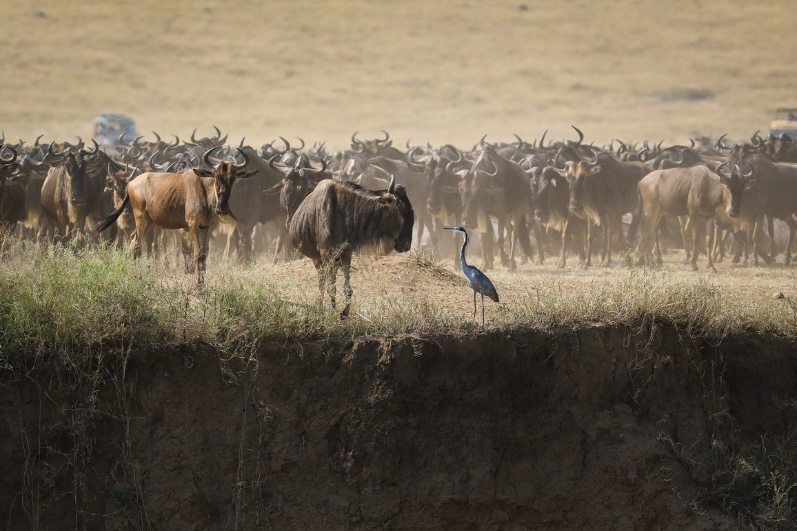 KENYA-MASAI MARA NATIONAL RESERVE-MIGRATION-WILDLIFE