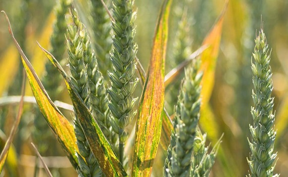 Yellow rust resistance challenge for arable farmers