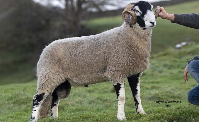 Season's final Swaledale ram sale tops at 38,000 at Hawes