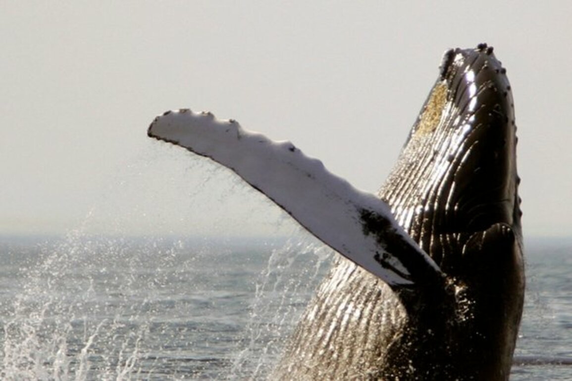 Climate Change Threatens Whales, Dolphins, US Study Says